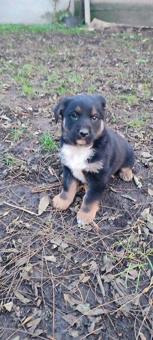 donez cățel talie medie