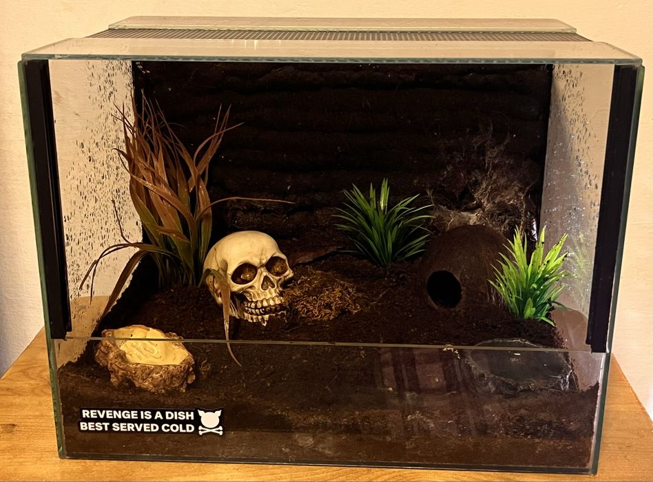 Vand tarantula Pterinochilus Murinus + terariu