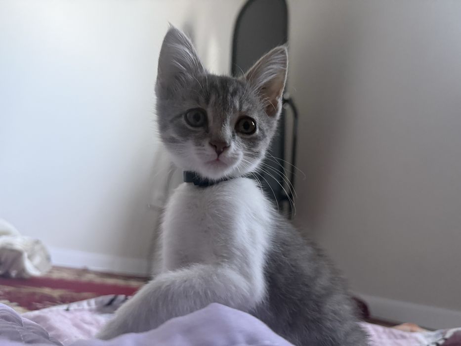 Отдам котят в добрые руки Бесплатно