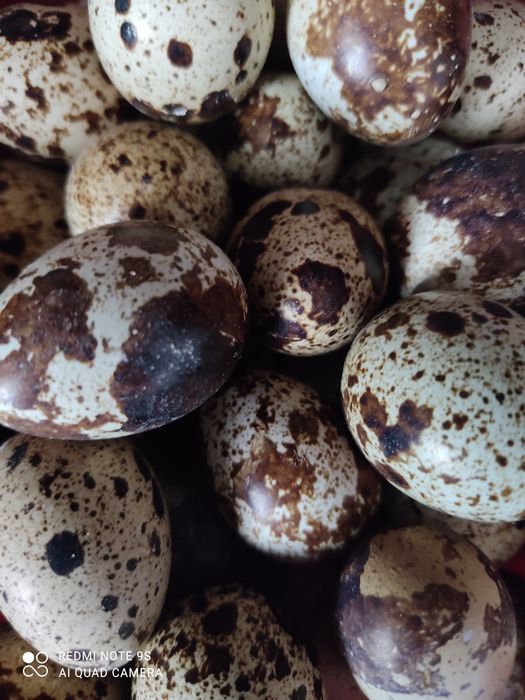 Продам перепелиные яйца