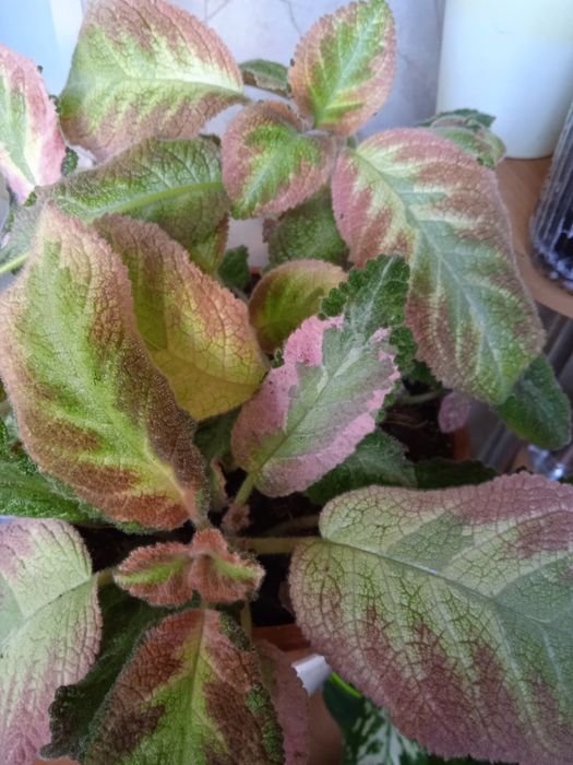 Эписция растение