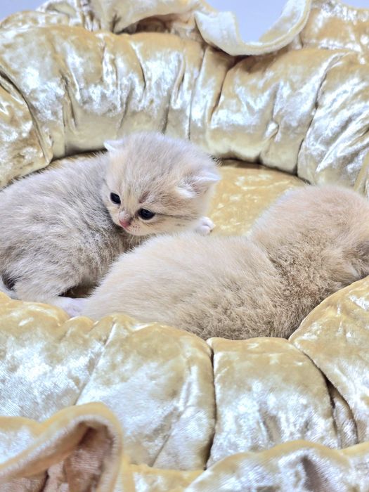 Девочки и мальчики британские