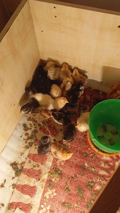 Jujalar sotiladi 3 kunlikdan 1 oylikkacha