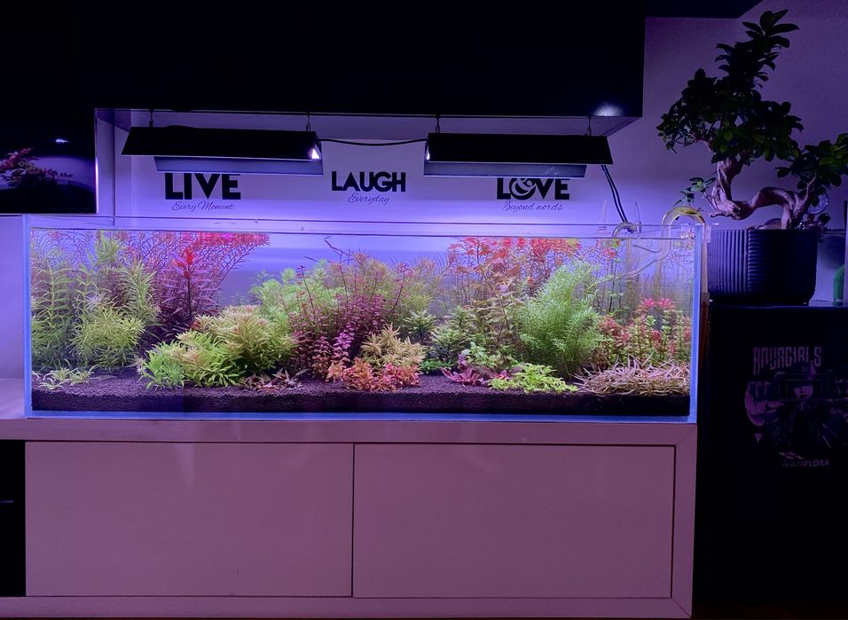 Plante acvariu plante acvatice