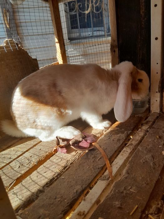 Кролики  крольчихи