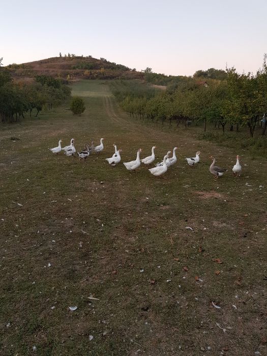 Vindem Gaste si Gascani