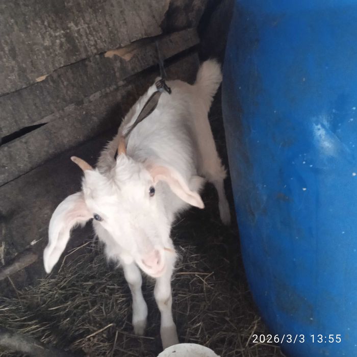 Capra și iedita de vânzare