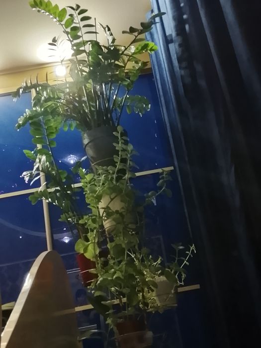 Комнатные растения. Распродажа.