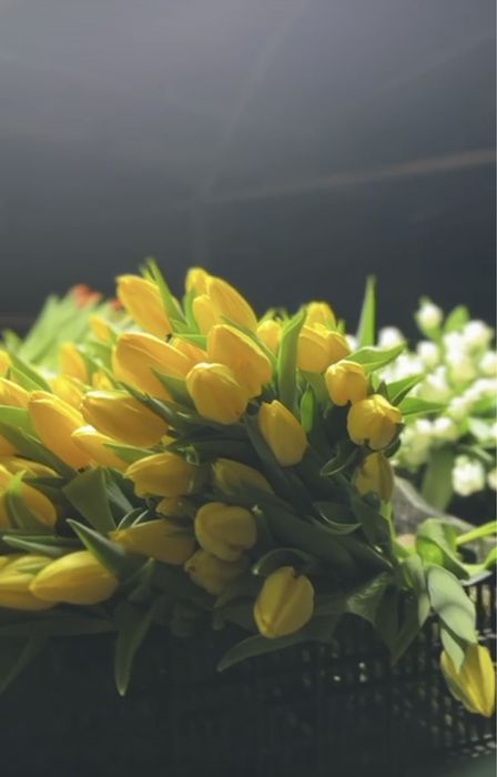 Голландские тюльпаны 50-60 см