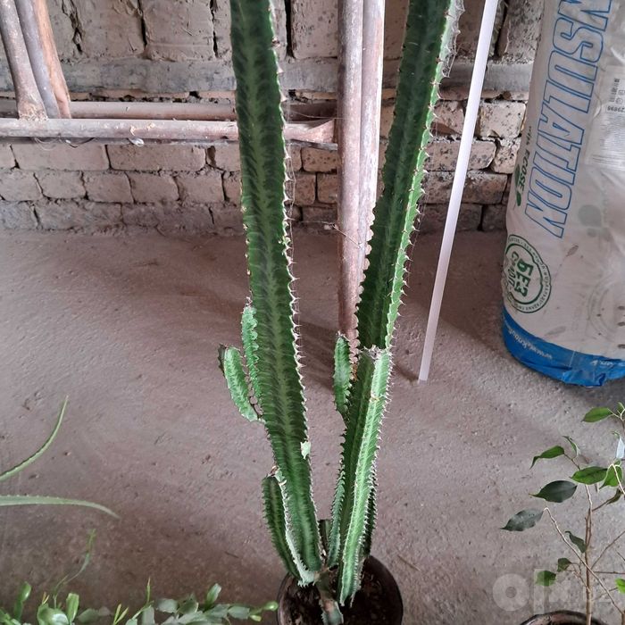 Tuvakli Gullar SOTILADI