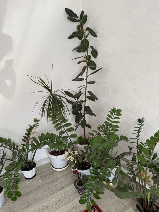 Комнатные цветы фикус доллар, орхидея