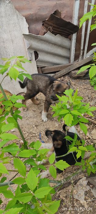 Отдам кутят бесплатно