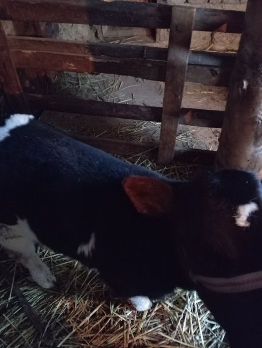 Бұзаулар ұрғашы телёнки