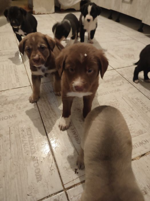 Щенки , бесплатно