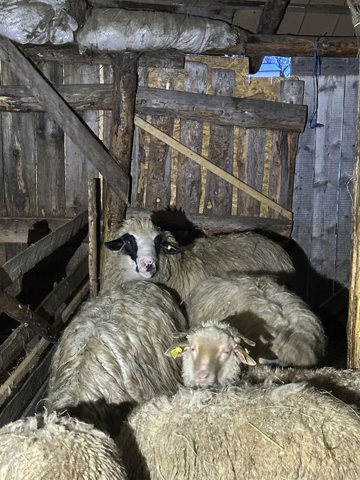 Vand berbec bun pentru prasala !