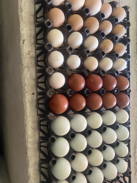 Oua australorp ,marans,motata olandeza si araucana pentru incubat