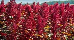 Натуральный амарант — очищенный и пищевой – 150 000 сум/кг