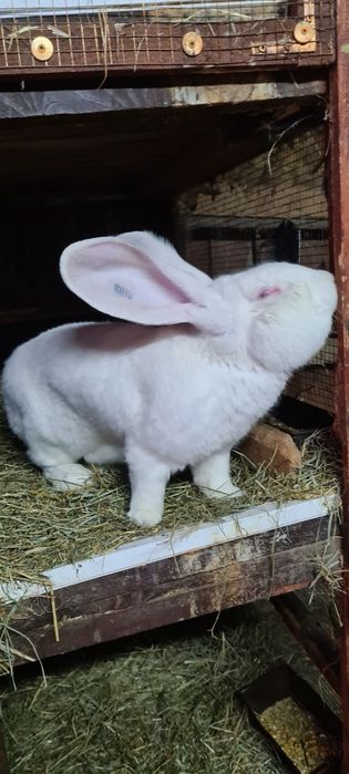 Vând iepuri Uriaș German alb