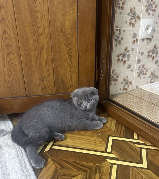 Скотиш фолд.  Скотиш страйд