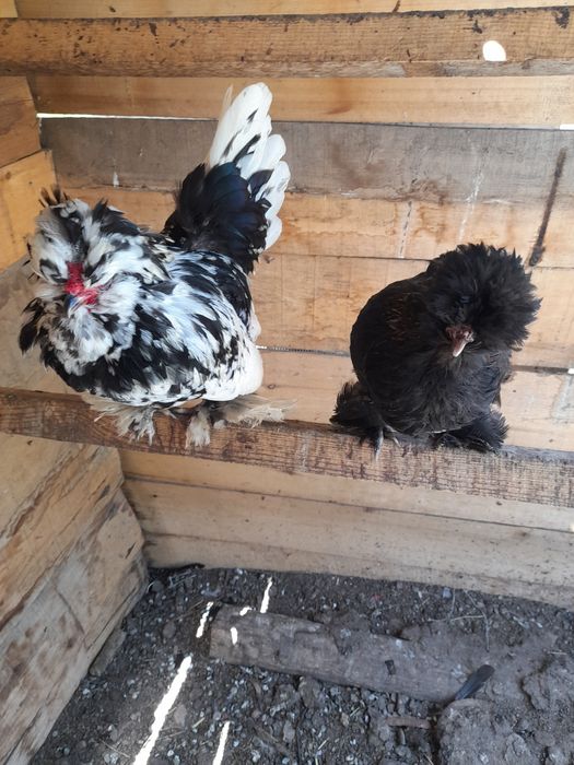 Продаю карликовых кур султанки