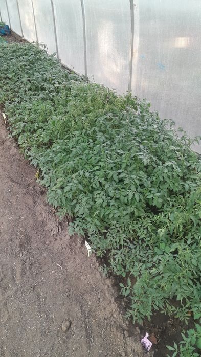 Продам рассаду помидор