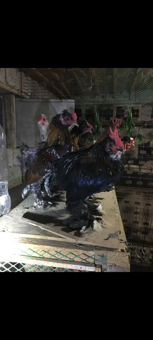 Японский кораздар сатылады