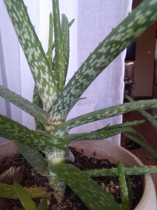 Алоэ -домашний доктор