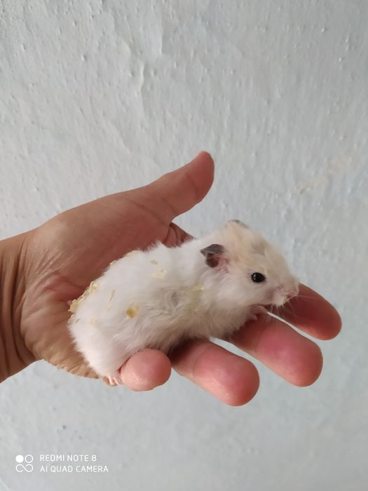 Сирийские хомяки