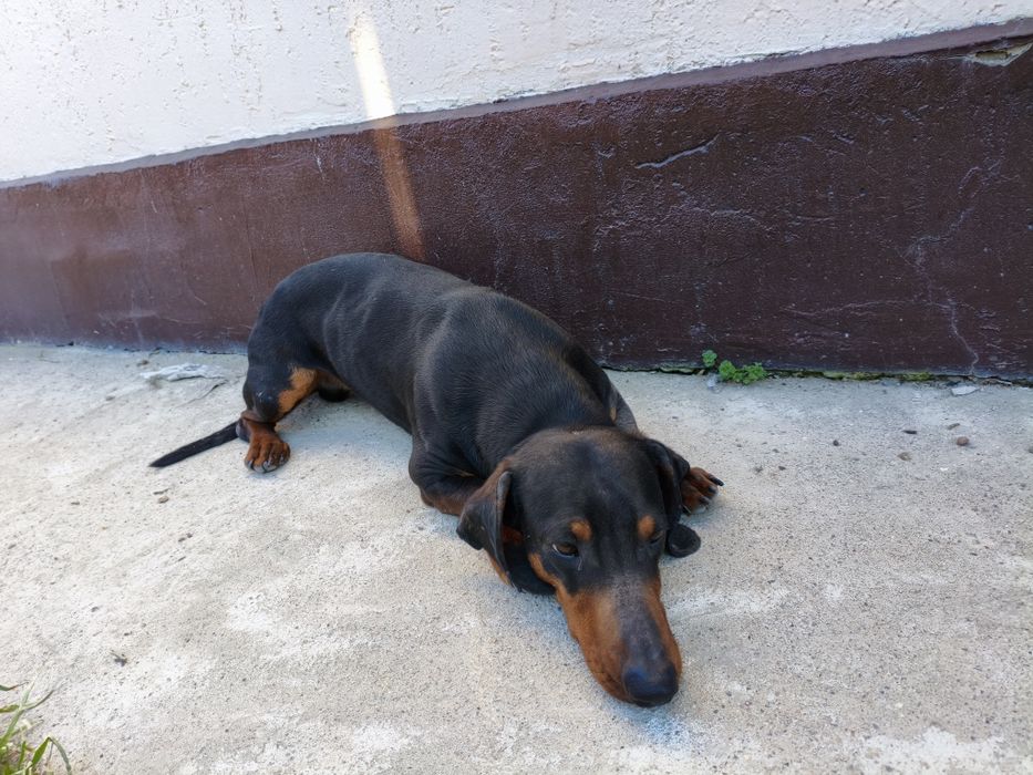 Собака от породы Такса