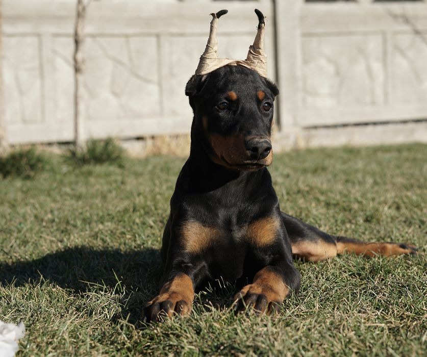 Продаются щенки добермана