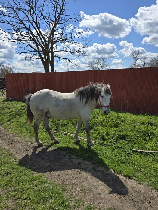 Cal de vanzare in comuna Movila