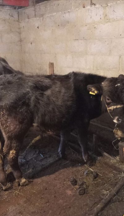 2 бұқа сатылады