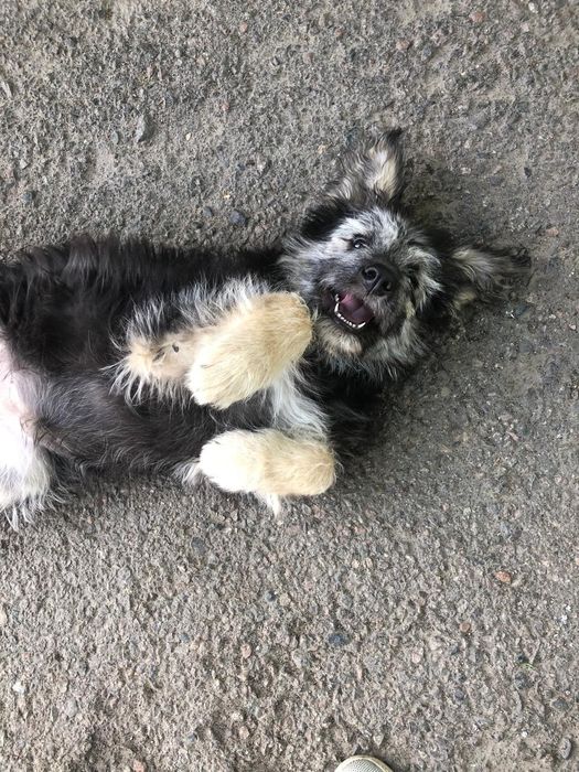 Девочка ищет надёжный дом!