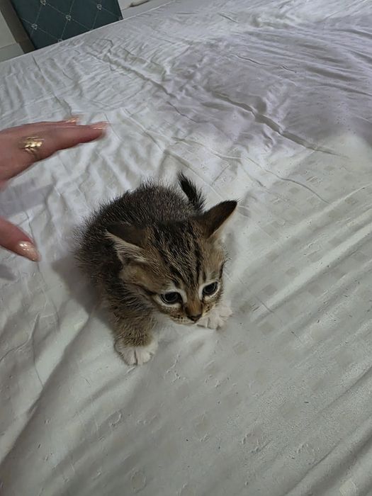 Котята бесплатно