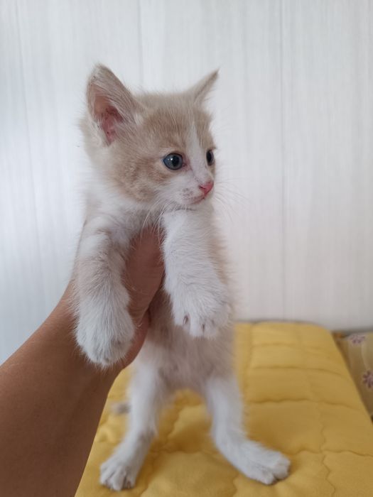Котенок Рыжик, 2 мес