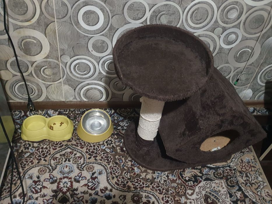 Продаётся Котёнок Бенгальский чистокровный
