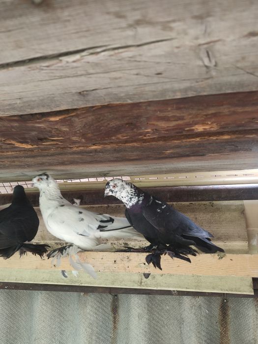 Продажа сочей и жуков  голуби