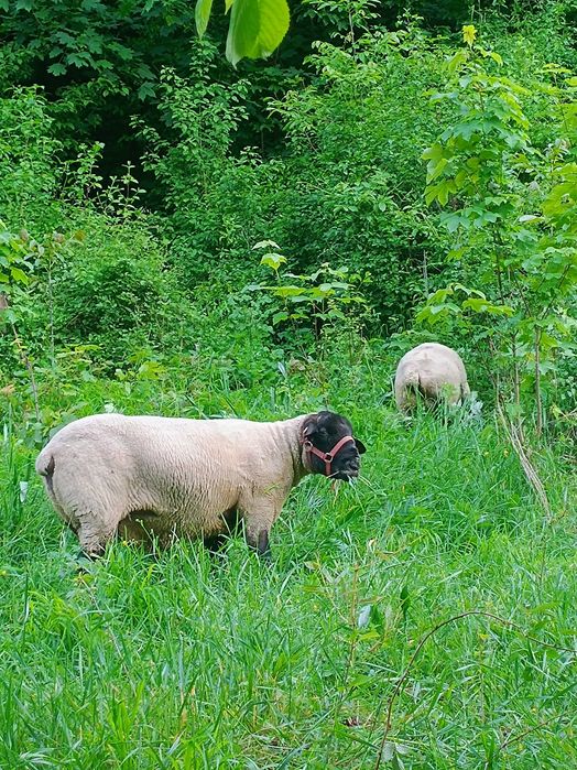 Suffolk berbec oi suffolk