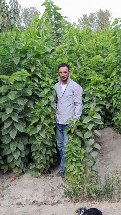 Tut kóchatlari sotiladi