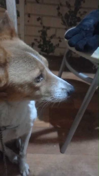 Чья потеряшка с поводком?