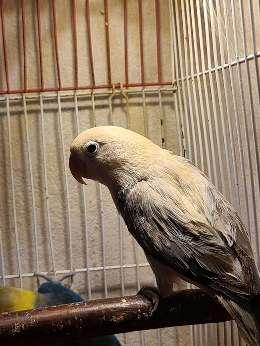 Папугаи неразлучники