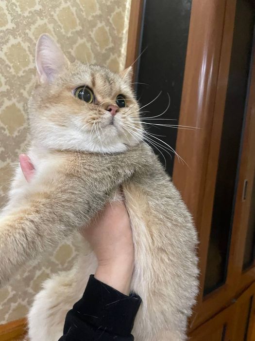 Продается кошка британская золотая шиншилла окрас NY25
1,5лет
Родила о