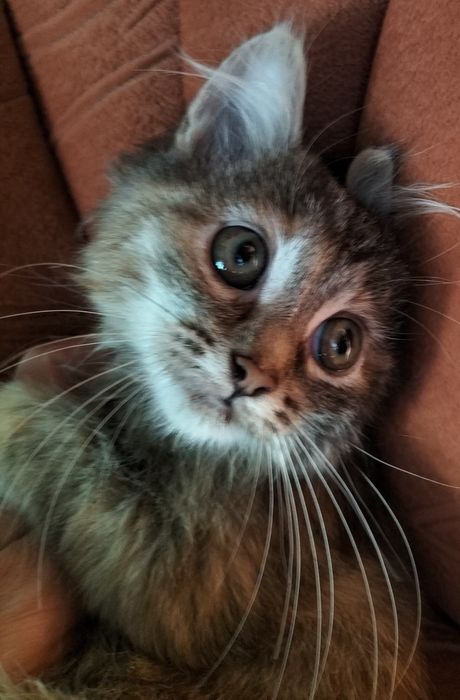 Отдам котенка в добрые руки