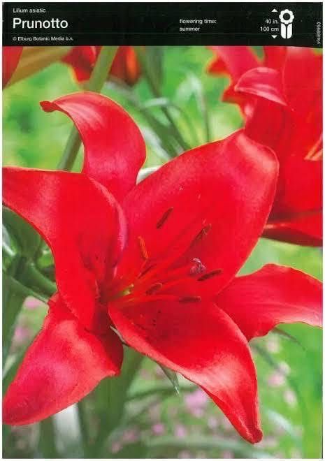 Bulbi de crniii super pret 3 lei