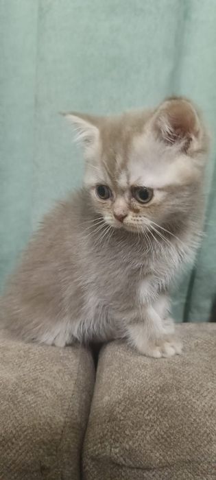 Продам шотландских котят