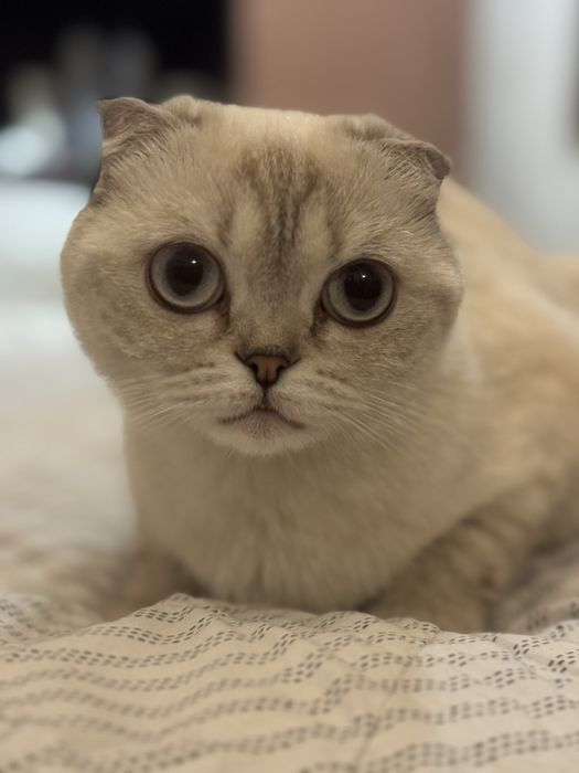 Отдадим кошку в добрые руки