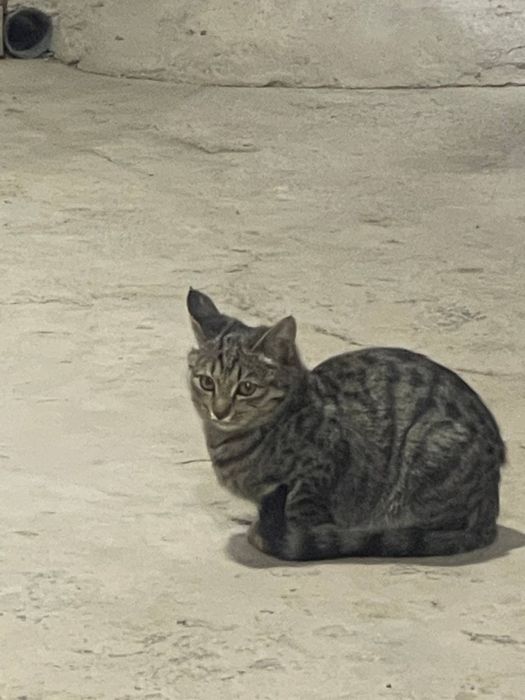 Ikki erkak kiraverishda qizni jinsiy aloqa qilishga ko‘ndirishdi.