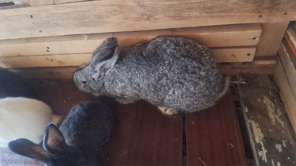 Қояндар сатылады 11 шт