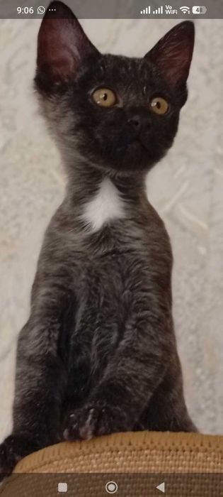 Котята в заботливые руки