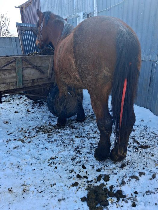 Cal castrat de vânzare